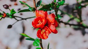 Preview wallpaper flower, branch, bloom, spring, red
