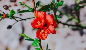 Preview wallpaper flower, branch, bloom, spring, red