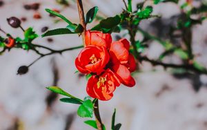 Preview wallpaper flower, branch, bloom, spring, red