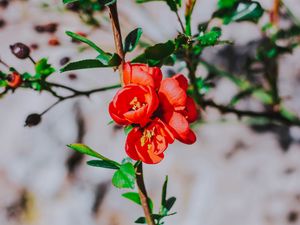 Preview wallpaper flower, branch, bloom, spring, red