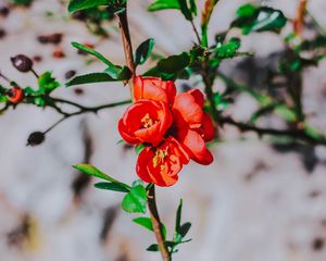Preview wallpaper flower, branch, bloom, spring, red