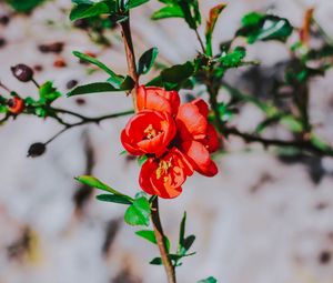Preview wallpaper flower, branch, bloom, spring, red