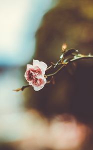 Preview wallpaper flower, branch, blur