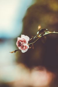 Preview wallpaper flower, branch, blur
