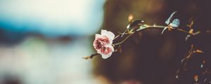 Preview wallpaper flower, branch, blur