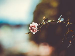 Preview wallpaper flower, branch, blur