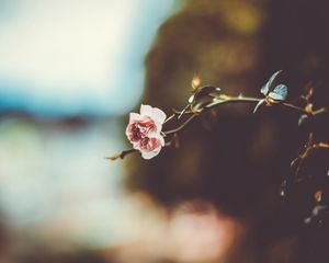 Preview wallpaper flower, branch, blur
