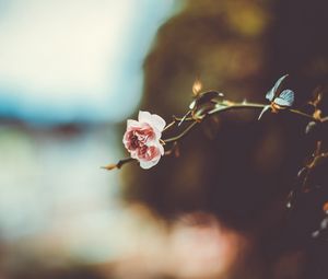 Preview wallpaper flower, branch, blur