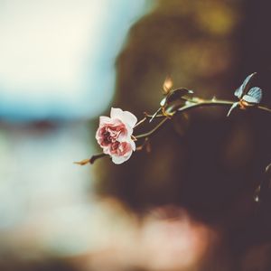 Preview wallpaper flower, branch, blur