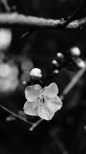 Preview wallpaper flower, branch, bw, macro, bloom