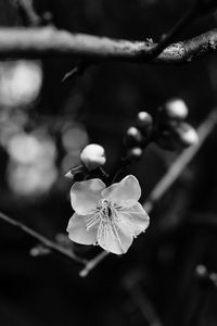 Preview wallpaper flower, branch, bw, macro, bloom