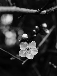 Preview wallpaper flower, branch, bw, macro, bloom