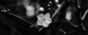 Preview wallpaper flower, branch, bw, macro, bloom