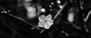 Preview wallpaper flower, branch, bw, macro, bloom