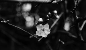 Preview wallpaper flower, branch, bw, macro, bloom
