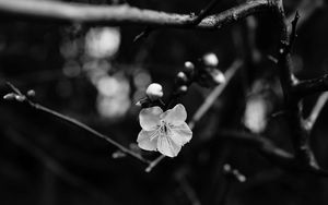 Preview wallpaper flower, branch, bw, macro, bloom