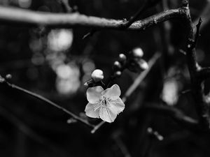 Preview wallpaper flower, branch, bw, macro, bloom