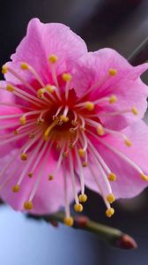 Preview wallpaper flower, branch, close-up, pink