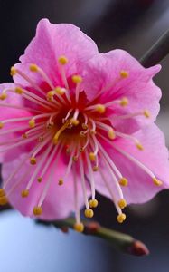 Preview wallpaper flower, branch, close-up, pink