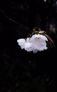 Preview wallpaper flower, branch, flowering, petals, drops