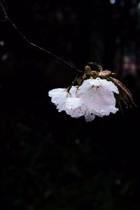 Preview wallpaper flower, branch, flowering, petals, drops