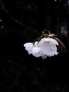 Preview wallpaper flower, branch, flowering, petals, drops