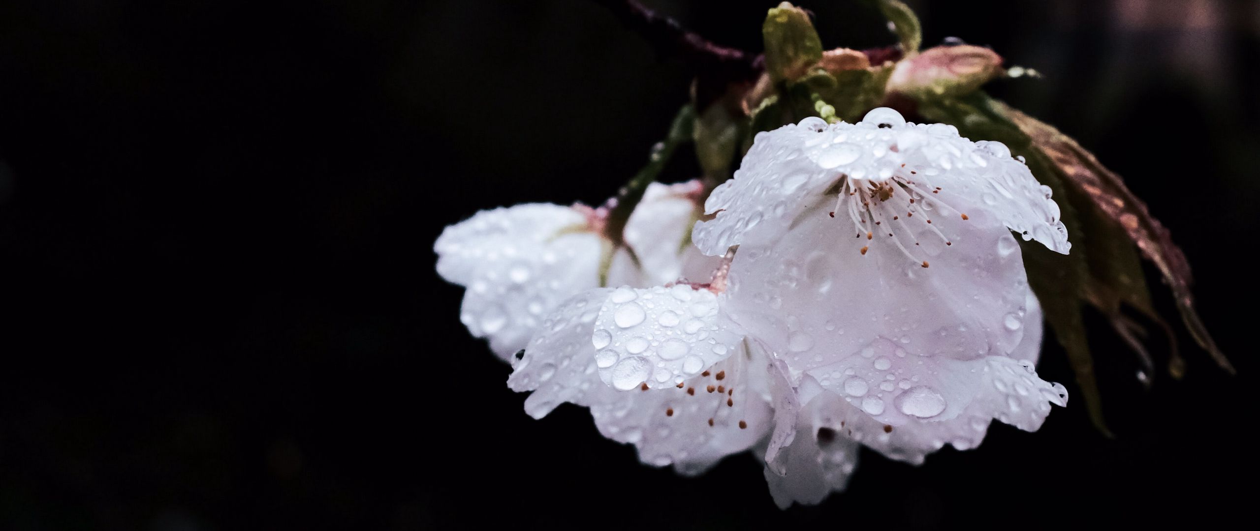 Download wallpaper 2560x1080 flower, branch, flowering, petals, drops