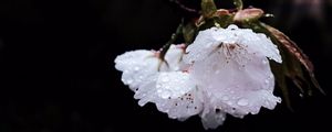 Preview wallpaper flower, branch, flowering, petals, drops