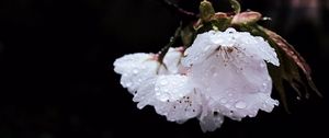 Preview wallpaper flower, branch, flowering, petals, drops