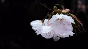 Preview wallpaper flower, branch, flowering, petals, drops