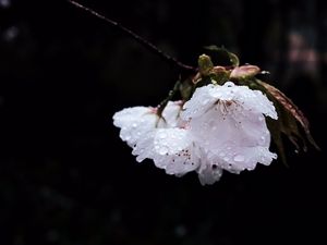 Preview wallpaper flower, branch, flowering, petals, drops