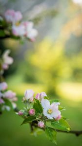 Preview wallpaper flower, branch, garden