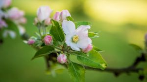 Preview wallpaper flower, branch, garden