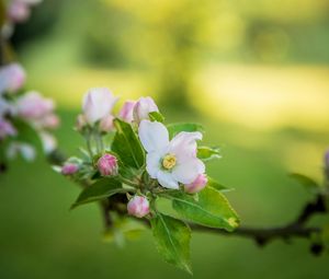 Preview wallpaper flower, branch, garden