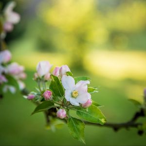 Preview wallpaper flower, branch, garden