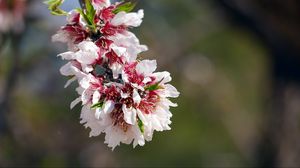 Preview wallpaper flower, branch, petals