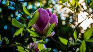 Preview wallpaper flower, branch, petals, glare