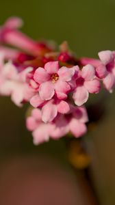 Preview wallpaper flower, branch, plant, pink