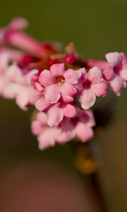 Preview wallpaper flower, branch, plant, pink