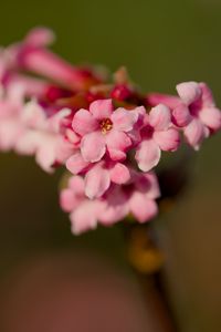 Preview wallpaper flower, branch, plant, pink