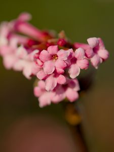 Preview wallpaper flower, branch, plant, pink