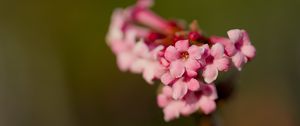 Preview wallpaper flower, branch, plant, pink