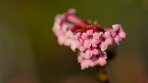 Preview wallpaper flower, branch, plant, pink