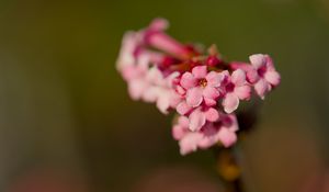 Preview wallpaper flower, branch, plant, pink