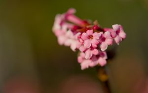 Preview wallpaper flower, branch, plant, pink