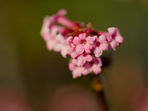 Preview wallpaper flower, branch, plant, pink