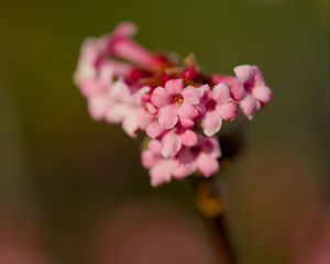 Preview wallpaper flower, branch, plant, pink