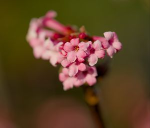 Preview wallpaper flower, branch, plant, pink