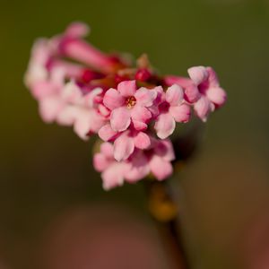 Preview wallpaper flower, branch, plant, pink