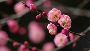 Preview wallpaper flower, branch, plant, bright, spring